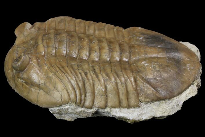 Asaphus Latus Trilobite With Exposed Hypostome - Russia #165446